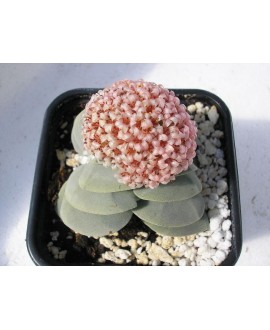 CRASSULA MORGANS BEAUTY