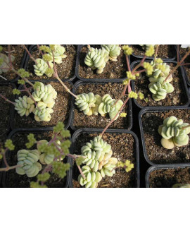 CRASSULA SERICEA VELUTINA