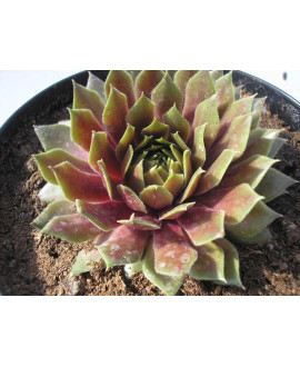 SEDEVERIA LETIZIA