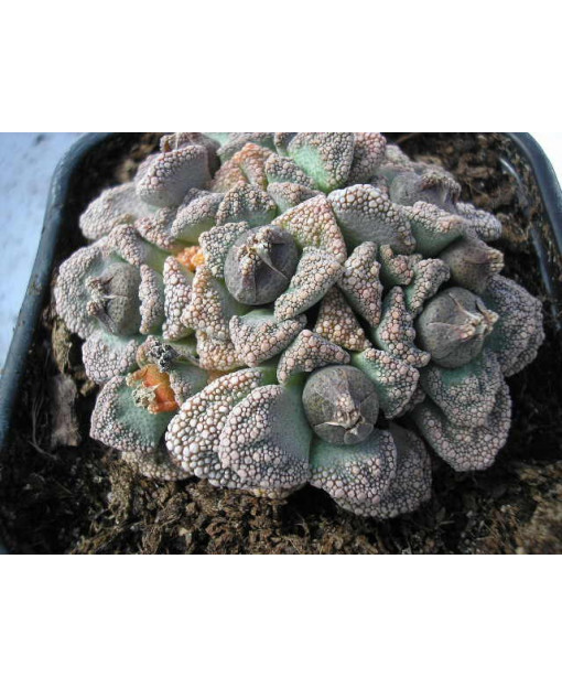 TITANOPSIS CALCAREA