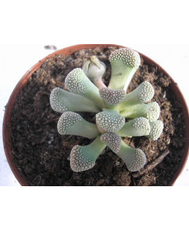 TITANOPSIS PRIMOSII