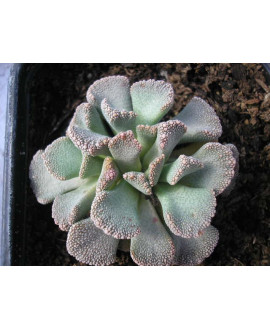 SEDEVERIA LETIZIA