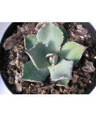 AGAVE PARRYI V. CHIHUAHUA