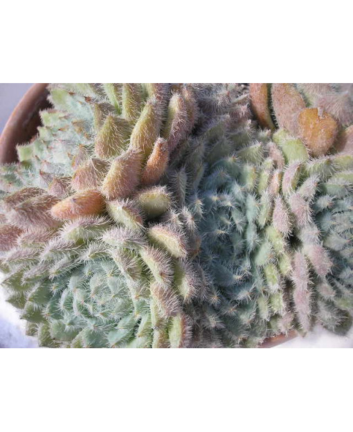 ECHEVERIA AGAVOIDES