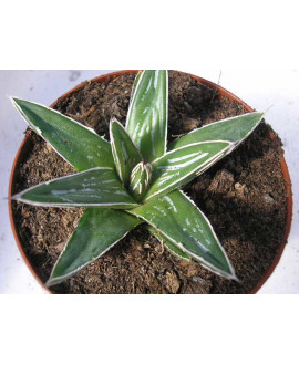 AGAVE VICTORIA REGINAE