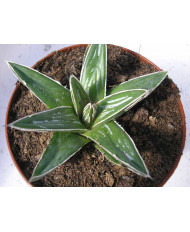 AGAVE VICTORIA REGINAE