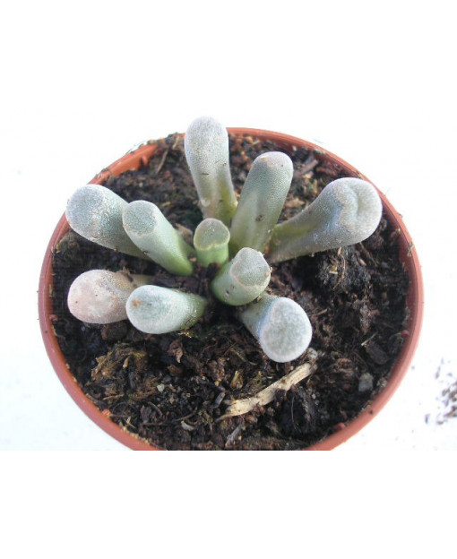 FRITHIA PULCHRA ROTE BLUETE