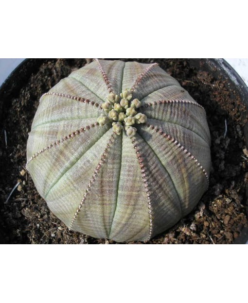 EUPHORBIA OBESA