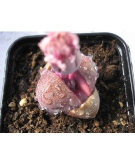 PLEIOSPILOS NELLII RUBRA