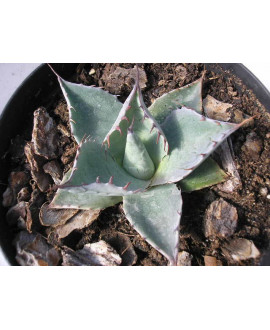 AGAVE PARRASANA