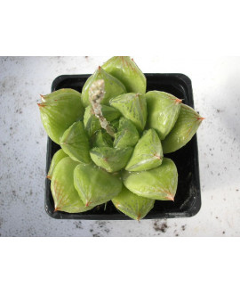 HAWORTHIA CUSPIDATA