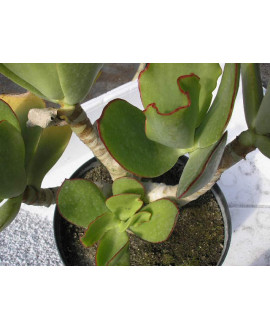 COTYLEDON MACRANTA