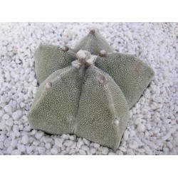 ASTROPHYTUM MYRIOSTIGMA