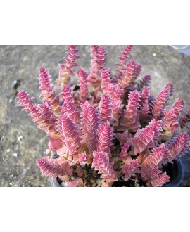 CRASSULA CAPITELLA THYRSIFLORA