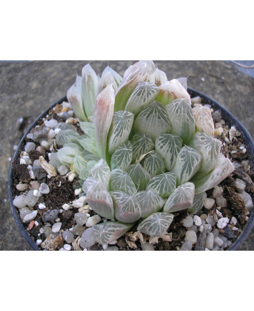 HAWORTHIA COPERI PILIFERA VARIEGATA