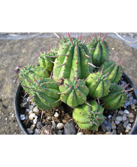 EUPHORBIA AGREGATA