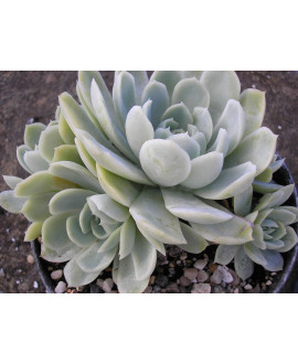 ECHEVERIA ELEGANS