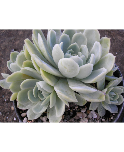 ECHEVERIA ELEGANS