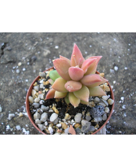 ANACAMPSEROS TELEPHIASTRUM