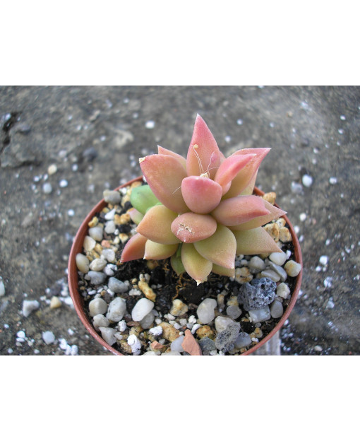 ANACAMPSEROS TELEPHIASTRUM