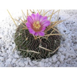 ECHINOFOSSULOCACTUS...