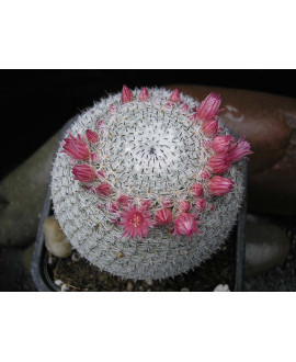 MAMMILLARIA PSEUDOPERBELLA