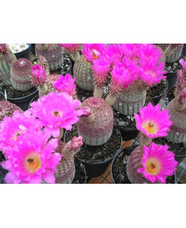 ECHINOCEREUS RIGIDISSIMUS RUBISPINUS