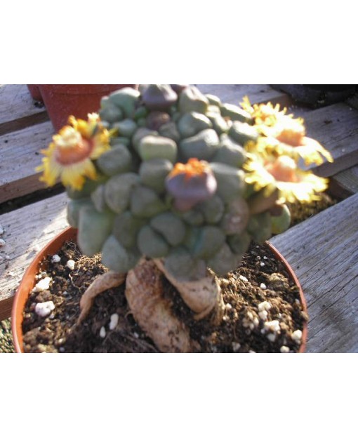 ALOINOPSIS SCHOONEESII