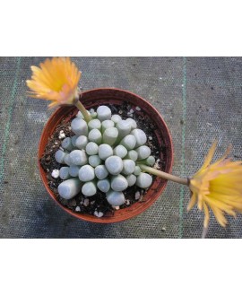 FENESTRARIA AURANTIACA