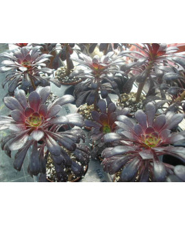 AEONIUM SCHWARZKOPF