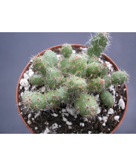 OPUNTIA MINOR