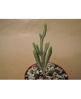 CRASSULA LYCOPODIOIDES