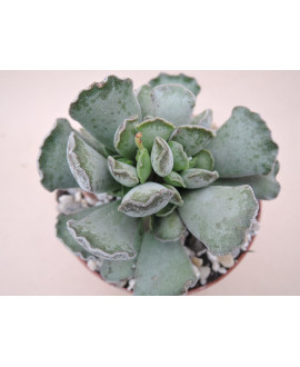 ADROMISCHUS CRISTATUS WHITE FORM