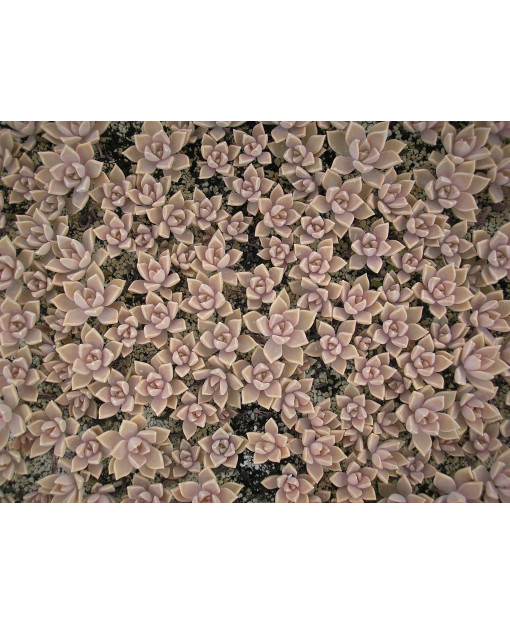 GRAPTOPETALUM PARAGUAYENSE