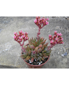 CRASSULA JUSTUS CORDEROY