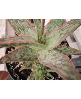 ALOE PINK BLUSH