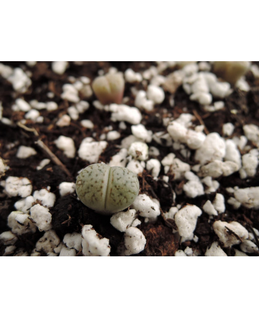 C224 L. karasmontana karasm. aiaisensis
