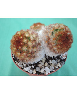 Mammillaria carmenae v. rubra