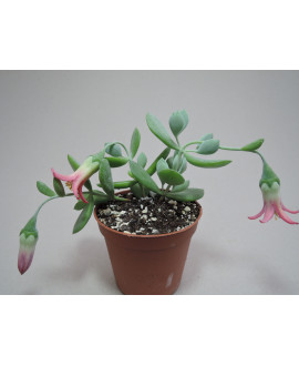 COTYLEDON WOODII