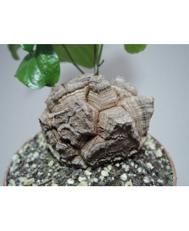 DIOSCOREA ELEPHANTIPES