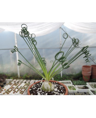 ALBUCA SPIRALI