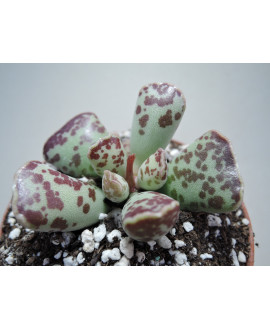 ADROMISCHUS COOPERI