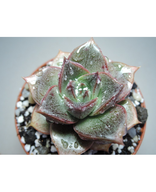 ECHEVERIA PURPUROSUM