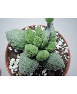 ADROMISCHUS HERREI