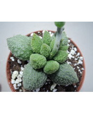 ADROMISCHUS HERREI