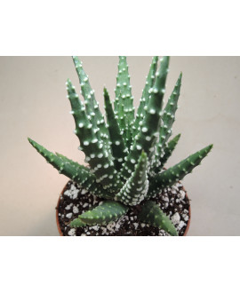 HAWORTHIA PUMILA