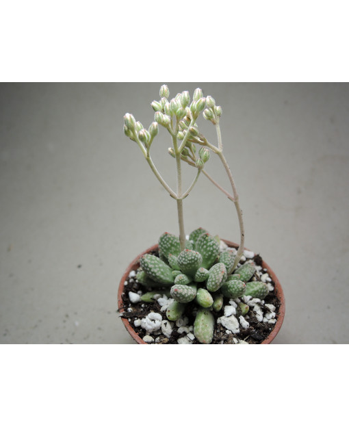 CRASSULA AUSENSIS TITANOPSIS