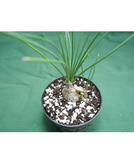 ALBUCA HUMILIS ( BULBO 1,5-2 cm.)