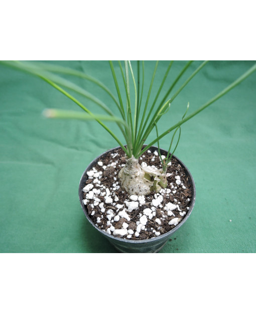 ALBUCA HUMILIS ( BULBO 1,5-2 cm.)