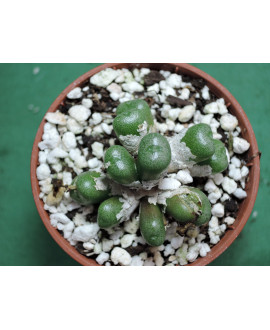CONOPHYTUM SULCATUM(THE PLANTS YOU SEE)